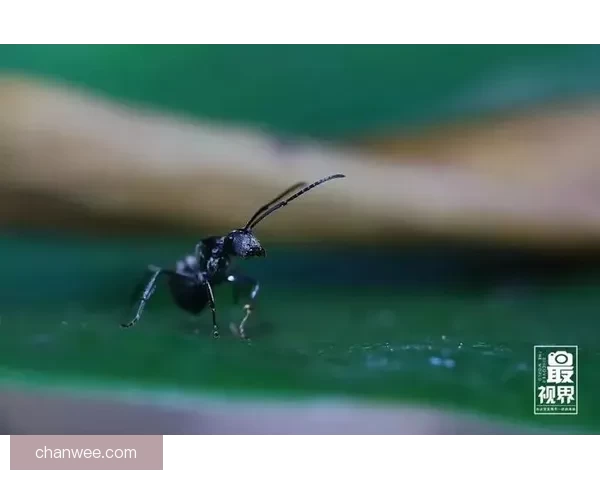 新91视频：点燃你的视界，颠覆你的想象